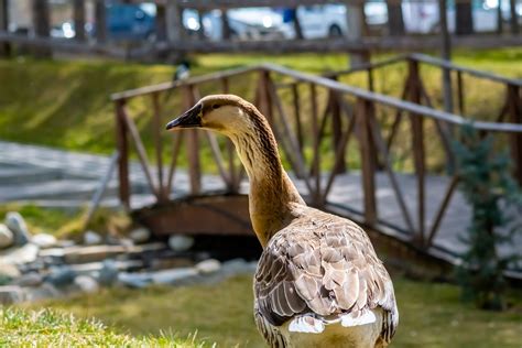 Close-Up Shot of a Goose · Free Stock Photo