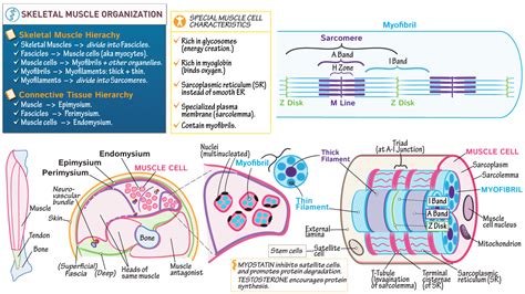 Anatomy And Physiology Skeletal Muscle Organization Ditki Medical