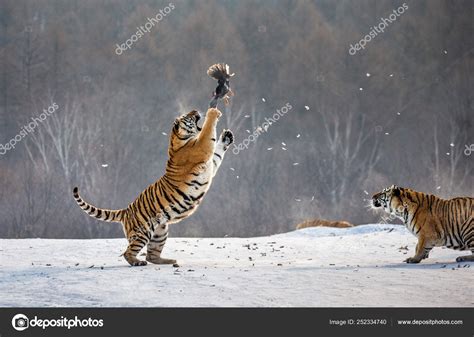 Siberian Tigers Hunting Prey Bird Winter Forest Siberian Tiger Park ...