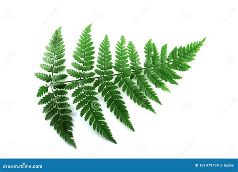 Green Fern Leaf Isolated On White Background Stock Image Image Of