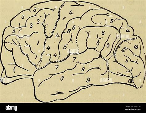 Principes Du Charpentier De La Physiologie Humaine Cerveau De L Homme