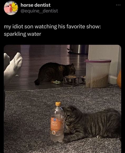 funny animal videos i found on instagram 111
