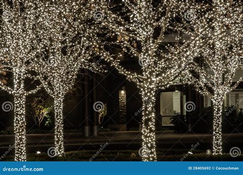 Four Trees with White Holiday Lights Stock Photo - Image of four ...