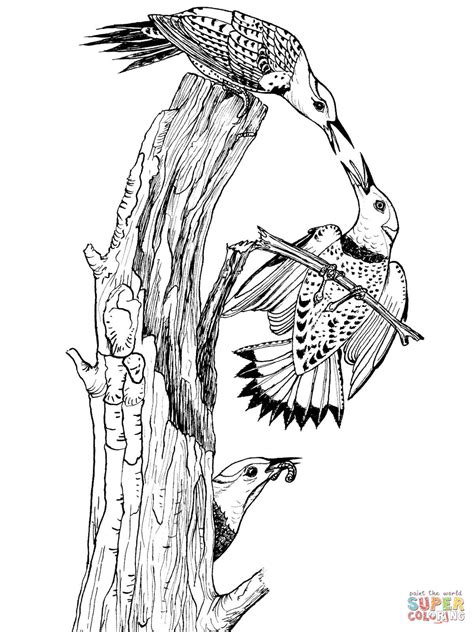 Northern Flicker Page Coloring Pages