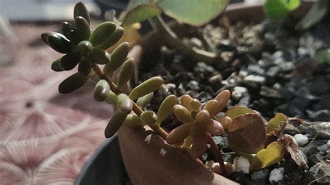 Crassula Caratteristiche E Proprietà Della Pianta Come Curarla E Coltivarla Pianta Succulenta