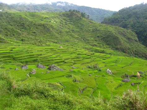 Rice Terraces Of The Philippine Cordilleras