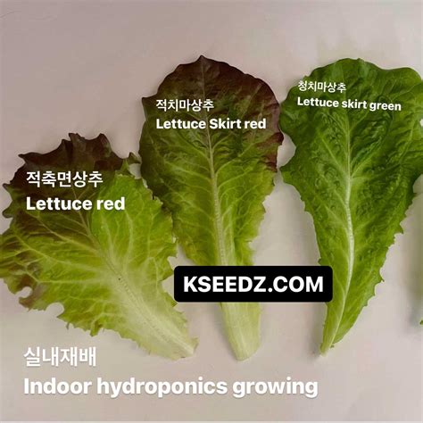 Lettuce Skirt Green 청치마 상추 Kseedz