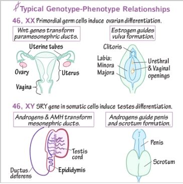 46 XY Disorder Of Sex Development RMI