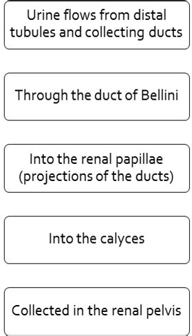 Advanced Patho Renal System Flashcards Quizlet