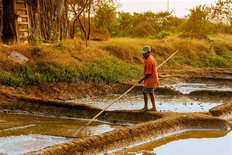 Locais Que Trabalham Na Colheita Fizeram Sal Manual Em Salinas Em