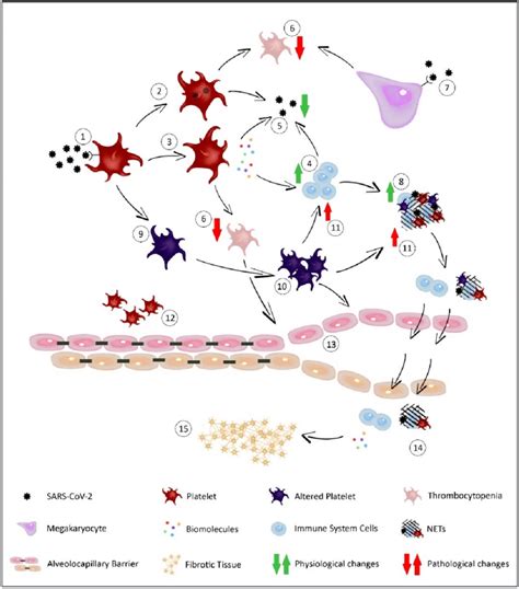 Platelet Action In Respiratory Infections After Receptor Mediated