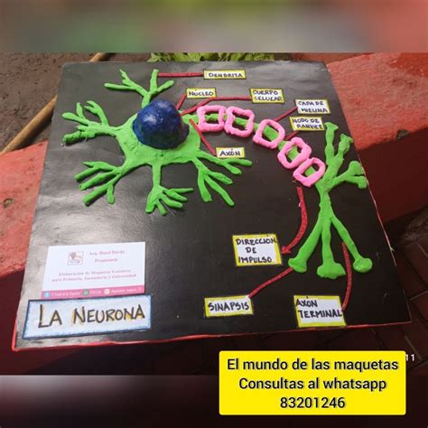 Maqueta La Neurona Proyectos De Biología Maquetas Trabajos Escolares