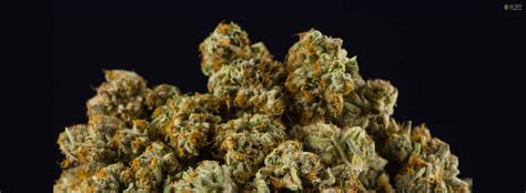 Exploring The Strain: Zaza Strain - TheCBDMagazine