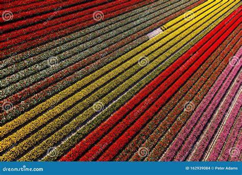 Aerial View of the Tulip Fields in North Holland Stock Photo - Image of ...