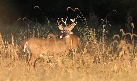 Archery Deer Season Reminders Jackie Haas