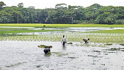 Agriculture Sector's Challenges and Solutions