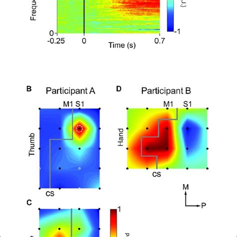 | Cortical responses to peripheral mechanical stimulation. (A) Average ...