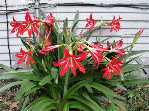 Plantfiles Pictures Hardy Amaryllis St Josephs Lily Hippeastrum X