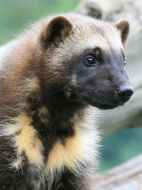 Wolverine Facts - Animal Facts Encyclopedia