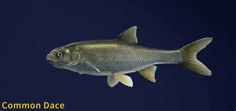 Common Dace - Fish Species - COTW: The Angler Wiki