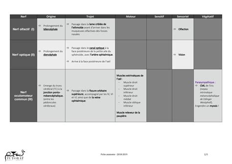 Solution Fiche Anatomie Nerfs Craniens Studypool