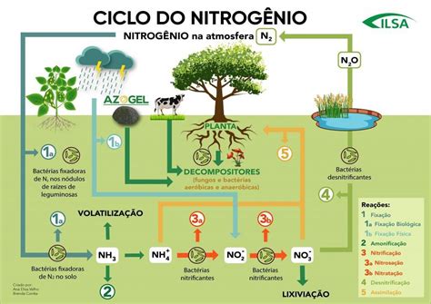 Ciclo Do Nitrogenio Etapas - 5