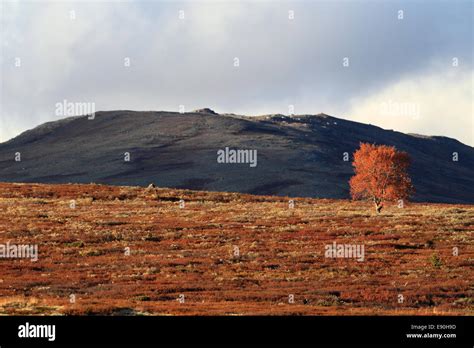 Dovre Nationalpark Norway Stock Photo - Alamy