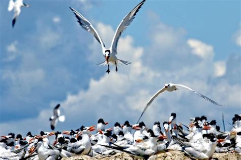 Royal Tern Ocean Treasures Memorial Library