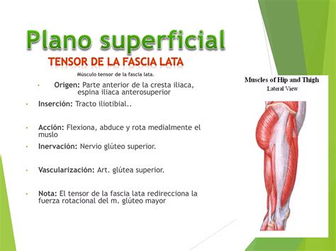 Musculos De La Pelvis Ppt