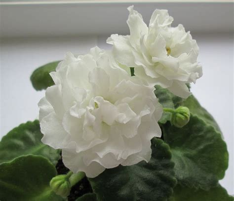 Фиалка Белая Колыбель Фото – Telegraph