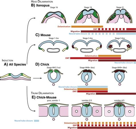 Delamination Of The Cephalic And Trunk Neural Crest Cells A Basic