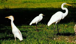 AVES Familia Ardeidae AVES ZANCUDAS