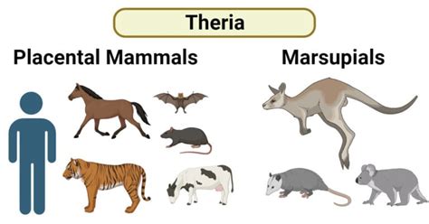 Theria: Characteristics, Diversity, Types, Examples