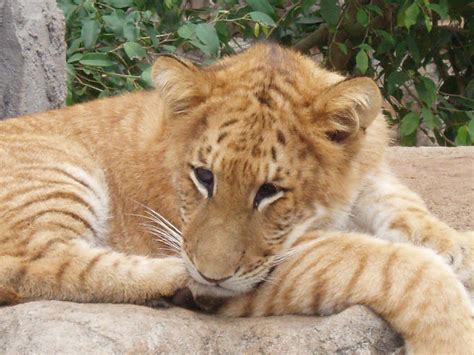Лигр (лат. Panthera Leogris)