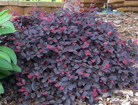 lorapetulum bilgi botanik