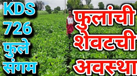 दवस 60 व दमदर फल सगम Kds 726 phule sangam soybean flawaring