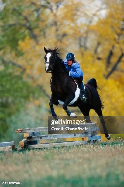 44 Arabian Horse Jumping Stock Photos, High-Res Pictures, and Images ...