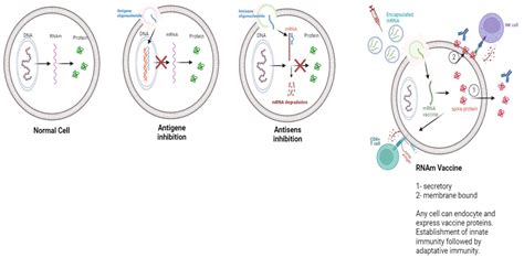 Vaccines Free Full Text Mrna Covid Vaccinesfacts And Hypotheses