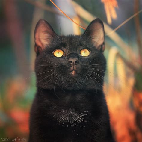 Разносчицы удачи - 45 фотографий загадочных чёрных кошек