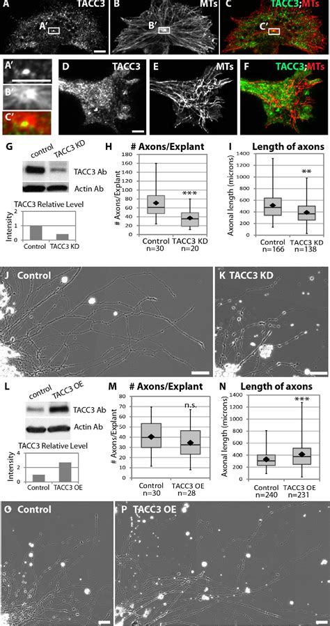 Figure From Tacc Is A Microtubule Plus Endtracking Protein That