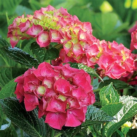 Hydrangea Magical Ruby Red - 2-Quart