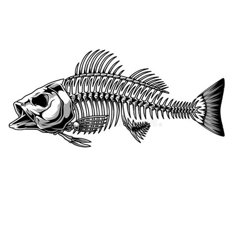 Fish Skeleton Stock Illustrations 8322 Fish Skeleton Stock