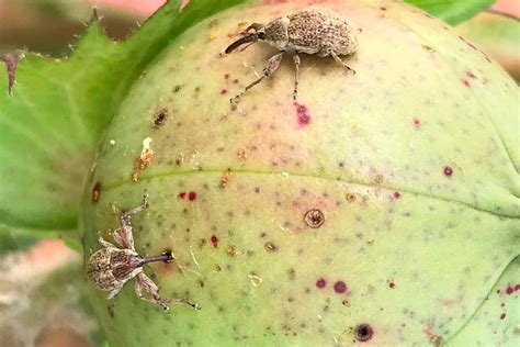 Impulsa Agricultura acciones fitosanitarias contra plagas del algodón