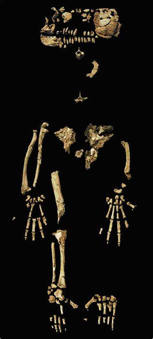 Fossil | BEYONDbones
