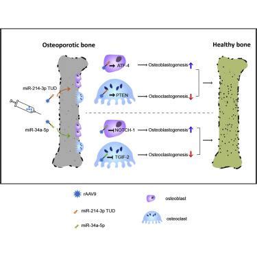 AAV 介导的成骨细胞 破骨细胞调节 miRNA 递送用于骨质疏松症治疗 Molecular Therapy Nucleic Acids