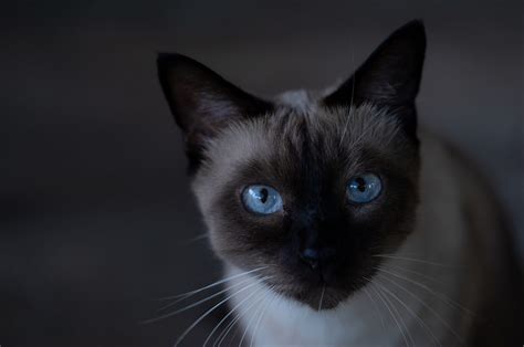 Black Siamese Cat - Is It Real?