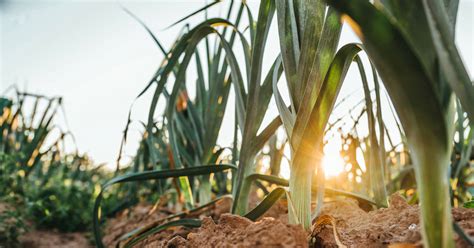 Plantar puerros la elección perfecta para iniciarse en el huerto según