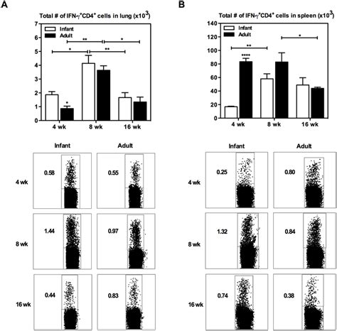 Ifn Cd T Cell Kinetics In The Lung And Spleen Of Infant And Adult