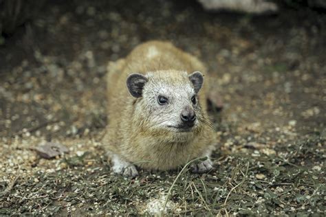 Daman Mammal Rodent - Free photo on Pixabay - Pixabay