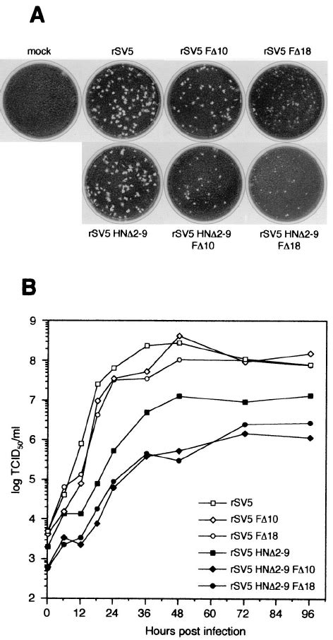 Plaque Formation And Growth Kinetics Of RSV5 Harboring HN And F Protein